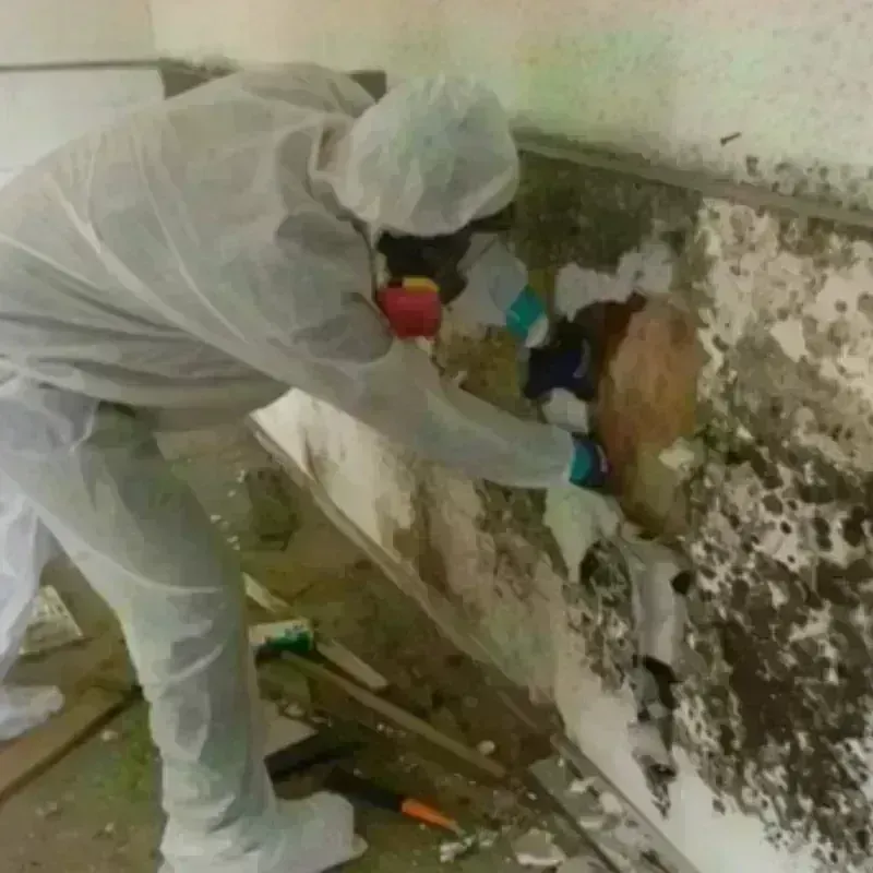 Mold Remediation and Removal in Culloden, WV